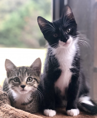 Purr Partners - Pet Shelter and Rescue in Youngsville, North Carolina