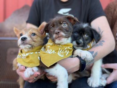 Brother Wolf Animal Rescue - Pet Shelter and Rescue in Biltmore Forest, North Carolina