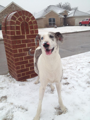 Live Cruelty Free Animal Rescue - Pet Shelter and Rescue in Mansfield, Texas