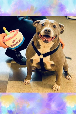 Transylvania County Animal Services - Pet Shelter and Rescue in Brevard, North Carolina