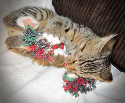 10 Lives Cat Rescue - Pet Shelter and Rescue in Waxhaw, North Carolina