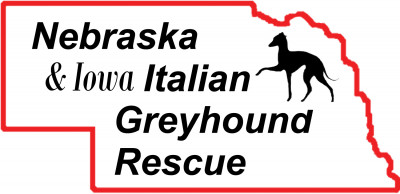 Nebraska & Iowa Italian Greyhound Rescue (IGRF) - Pet Shelter and Rescue in Omaha, Nebraska