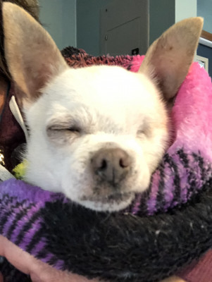 Tails Up Paws Down Rescue - Pet Shelter and Rescue in Bridgeton, New Jersey