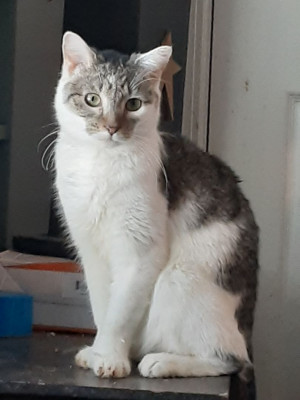 St. Francis Animal Rescue - Pet Shelter and Rescue in Wantage, New Jersey