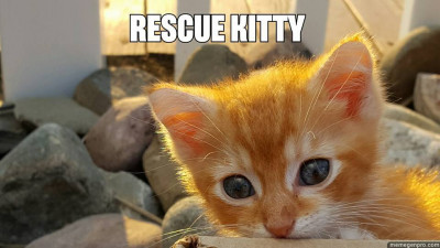 Rescue Kitty - Pet Shelter and Rescue in Pitman, New Jersey