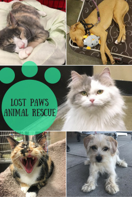 Lost Paws Animal Rescue - Pet Shelter and Rescue in Franklin Township, New Jersey