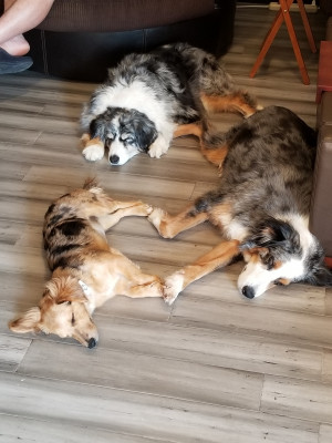 NJ Puppy Rescue Inc. - Pet Shelter and Rescue in Milford, New Jersey