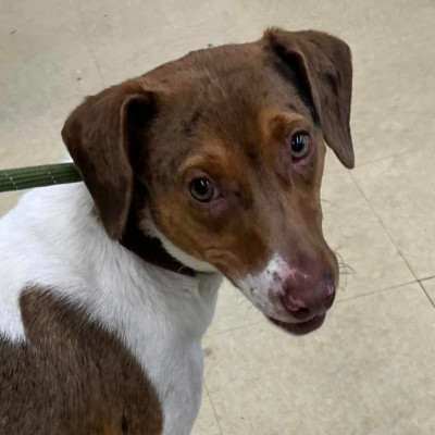 East Coast Paws N Claws - Pet Shelter and Rescue in Tuckerton, New Jersey