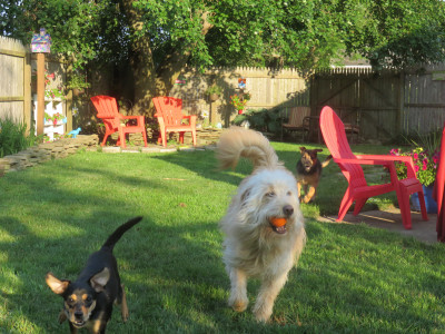 Fetch Me A Home Pet Rescue - Pet Shelter and Rescue in Lacey Township, New Jersey