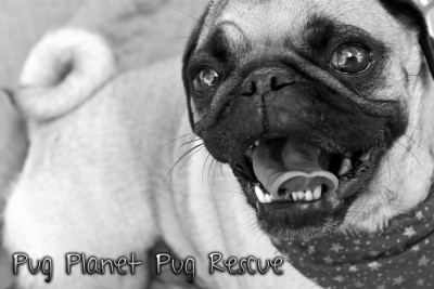 PUG PLANET PUG RESCUE - Pet Shelter and Rescue in Lacey Township, New Jersey