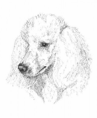 Watchung Mountain Poodle Club Rescue - Pet Shelter and Rescue in Flemington, New Jersey