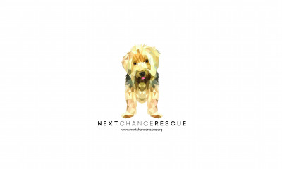 Next Chance Rescue - Pet Shelter and Rescue in Jersey City, New Jersey