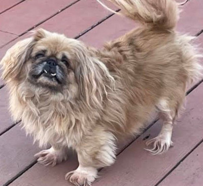 Pekingese Rescue Network Inc. - Pet Shelter and Rescue in Hillsdale, New Jersey