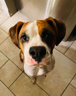 New Life Boxer Rescue - Pet Shelter and Rescue