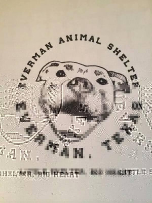 City Of Everman Animal Shelter - Pet Shelter and Rescue in Everman, Texas