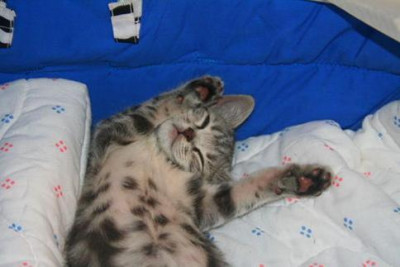 Smitten By Kittens - Pet Shelter and Rescue in Walla Walla, Washington