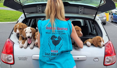 Safe And Sound Animal Rescue - Pet Shelter and Rescue in Wantage, New Jersey