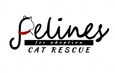 Felines For Adoption Cat Rescue - Pet Shelter and Rescue in Mahwah, New Jersey