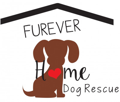 Furever Home Dog Rescue - Pet Shelter and Rescue in Randolph, New Jersey