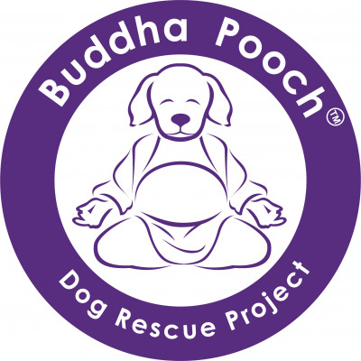 Buddha Pooch Dog Rescue Project - Pet Shelter and Rescue in Bedminster, New Jersey