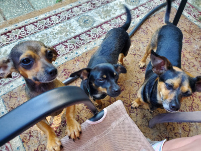 The Woofpack007 Tiny Animal Rescue - Pet Shelter and Rescue in Lacey Township, New Jersey