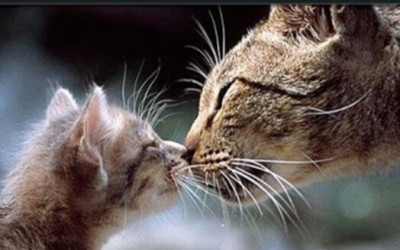 Precious Paws Rescue - Pet Shelter and Rescue in North Tonawanda, New York