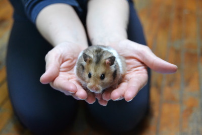 Empty Cages Collective - Pet Shelter and Rescue in New York, New York