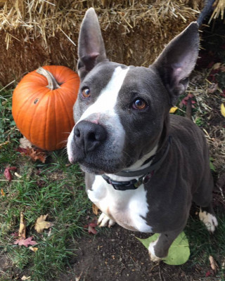 Heavenly Angels Animal Rescue - Pet Shelter and Rescue