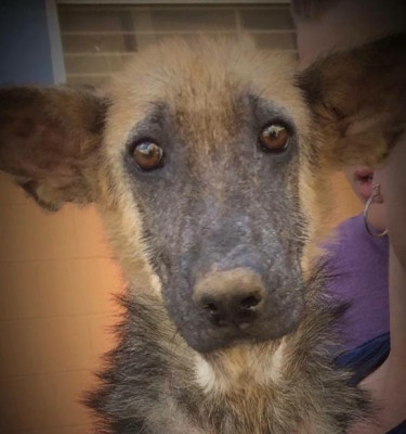 MAD Rescue Of WNY - Pet Shelter and Rescue in Albion, New York