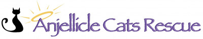 Anjellicle Cats Rescue - Pet Shelter and Rescue in New York, New York
