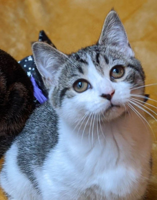 Owl House Cat Foster - Pet Shelter and Rescue in Spencer, New York