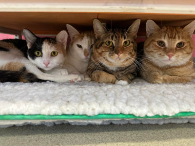 The Ten Lives Club - Pet Shelter and Rescue in Buffalo, New York