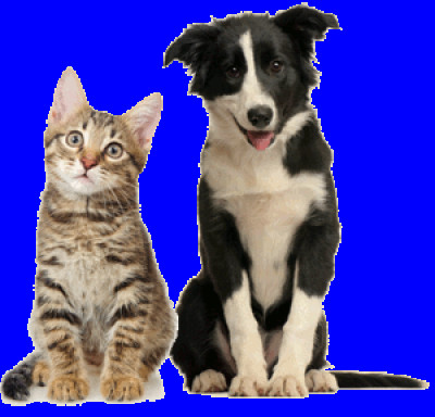 The Humane Society - Pet Shelter and Rescue in Binghamton, New York