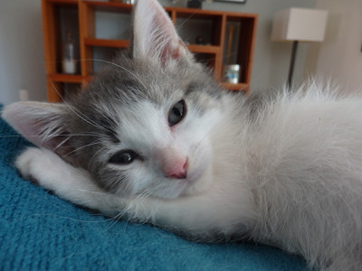 CNY Cat Coalition - Pet Shelter and Rescue in Syracuse, New York