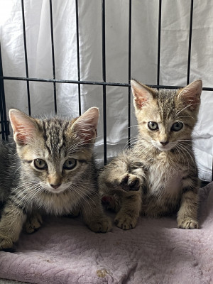 Eastchester Bay Stray Cat Project - Pet Shelter and Rescue