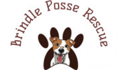Brindle Posse Rescue - Pet Shelter and Rescue in Ontario, New York