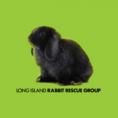 Long Island Rabbit Rescue Group - Pet Shelter and Rescue in Great Neck Plaza, New York