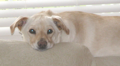 SusieQ Dog ResQ - Pet Shelter and Rescue in Conesus, New York