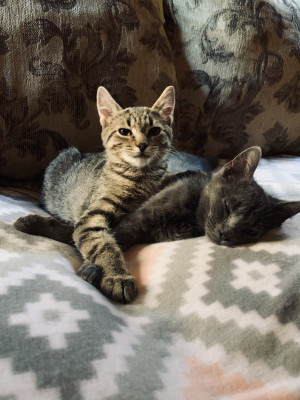 West Side Cat Sanctuary - Pet Shelter and Rescue in Buffalo, New York