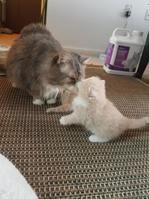 Mr. Greys Strays - Pet Shelter and Rescue in Brockport, New York