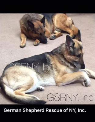 German Shepherd Rescue Of NY, Inc. - Pet Shelter and Rescue