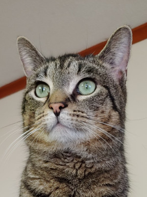 CNY SNAP - Pet Shelter and Rescue in Cortland, New York