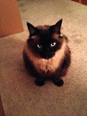 Brooklyn Adoptables - Pet Shelter and Rescue