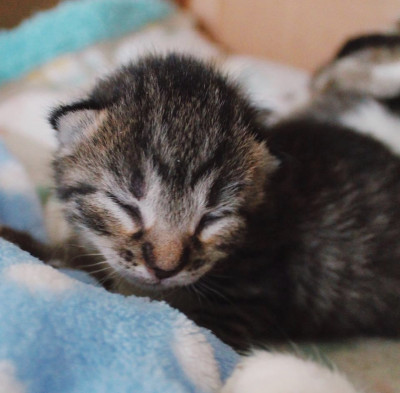 Stray Cat Network, Inc. - Pet Shelter and Rescue in Red Hook, New York