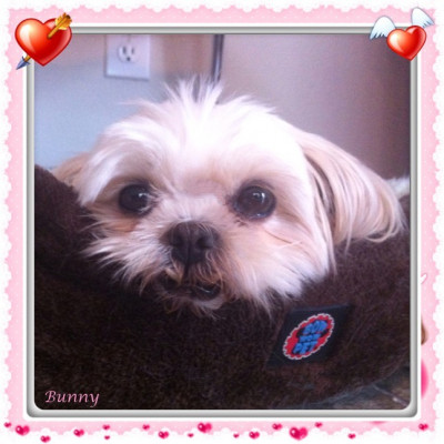 Shih Tzu And Furbaby Rescue - Pet Shelter and Rescue in Crompond, New York