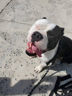 Rebound Hounds - Pet Shelter and Rescue in New York, New York