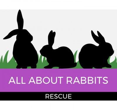 All About Rabbits Rescue, Inc - Pet Shelter and Rescue