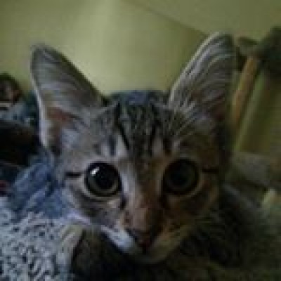 Golden Paw Society, Inc. - Pet Shelter and Rescue in Huntington, New York