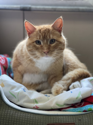 Elmira Animal Shelter - Pet Shelter and Rescue in Elmira, New York