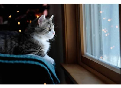 Voice4TheVoiceless - Pet Shelter and Rescue in Jamesville, New York